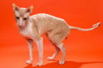 Photo Cornish Rex