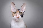 Photo Cornish Rex