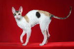 Un Cornish Rex tricolore