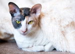 Photo Cornish Rex