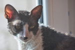 Photo Cornish Rex