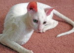 Photo Cornish Rex