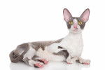 Photo Cornish Rex