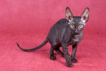 Photo Cornish Rex
