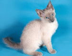 Photo Cornish Rex