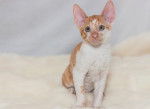 Photo Cornish Rex
