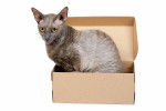 Photo Cornish Rex