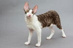 Photo Cornish Rex