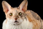 Photo Cornish Rex