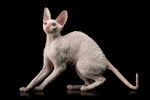 Photo Cornish Rex