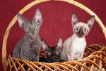 Photo Cornish Rex