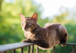 Un Cornish Rex gris tabby allongé sur une rambarde