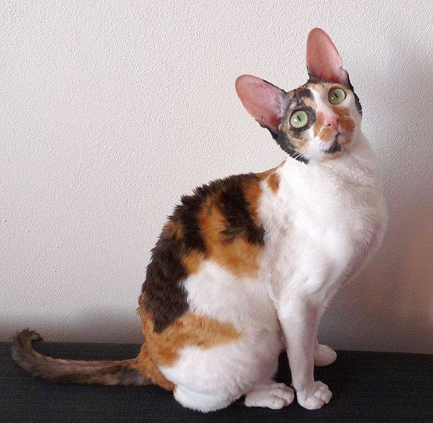 Cornish Rex - Cornish Rex