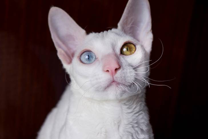 Photo Cornish Rex