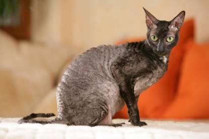 Un Cornish Rex gris noir assis sur un lit
