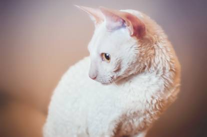 Un Cornish Rex blanc