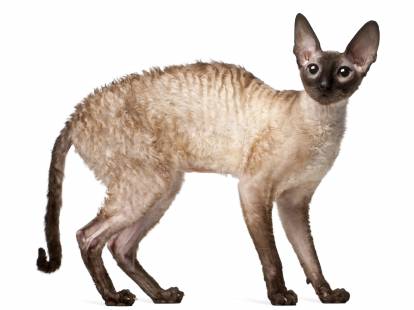 Photo Cornish Rex