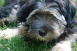 Isho - Terrier du Tibet - Terrier du Tibet