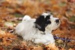 Photo Terrier du Tibet