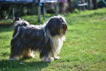 Un Terrier du Tibet sur une surface herbacée et ayant la gueule légèrement ouverte