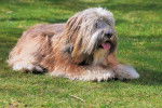 Un Terrier du Tibet allongé sur un terrain herbeux et tirant la langue