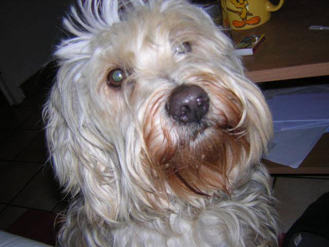 Terrier Tibétain - Ships - Terrier du Tibet