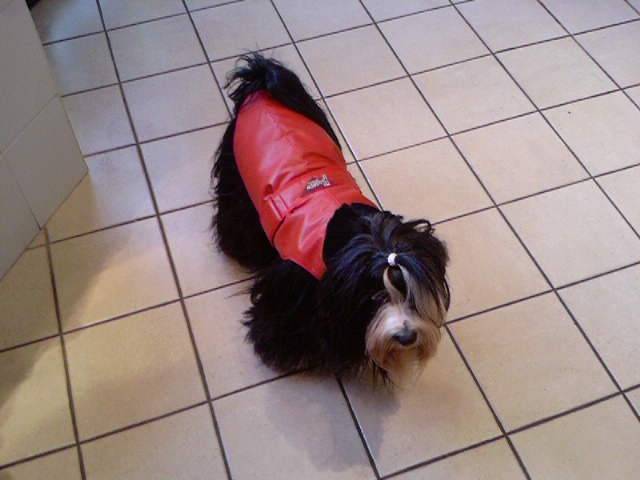 terrier du tibet RALAÏ LAMA - Terrier du Tibet