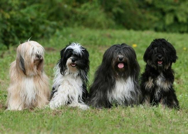 Dajra, Geisha, Engel et Harry - Terrier du Tibet