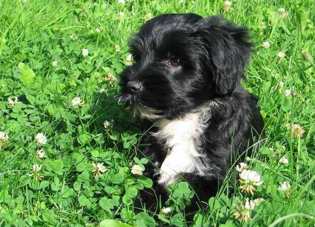 Chiot terrier du tibet : Gimpa - Terrier du Tibet