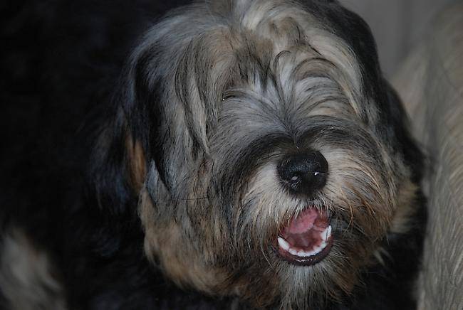 Isho - Photo Terrier du Tibet - Terrier du Tibet
