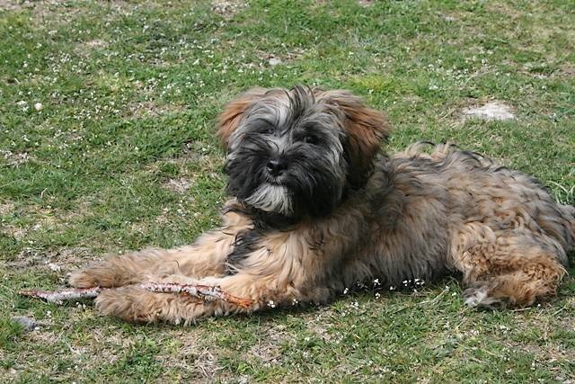 Etan, Terrier du Tibet de 7 mois - Terrier du Tibet (7 mois)