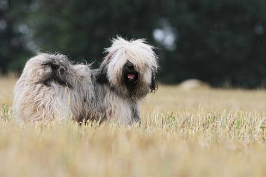 Le magnifique Iboubou de la Vallée Céleste - Terrier du Tibet