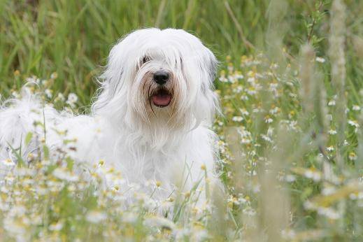 La jolie Féa de la Vallée Céleste - Terrier du Tibet