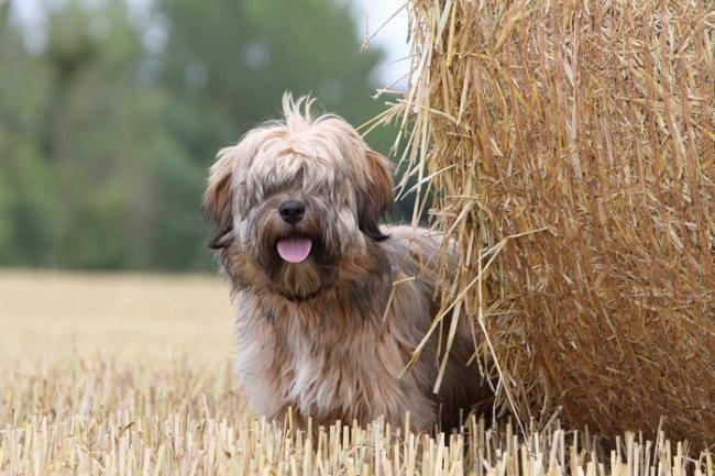 Le jeune Jupi de la Vallée Céleste - Terrier du Tibet
