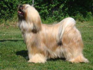 Sassy - Terrier du Tibet (2 ans)