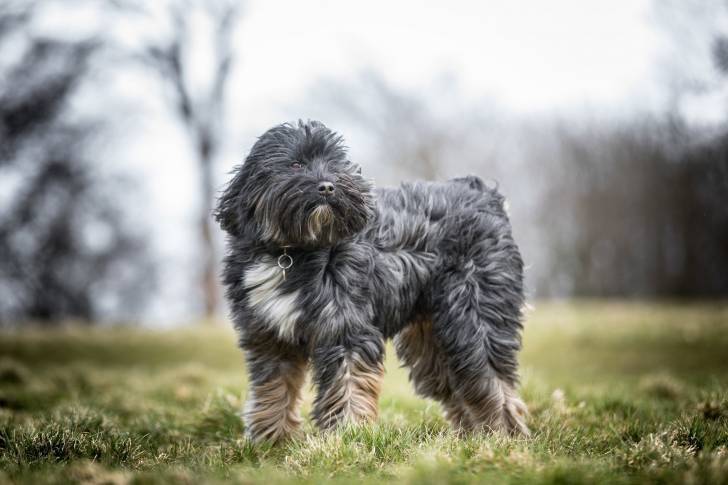 Photo Terrier du Tibet