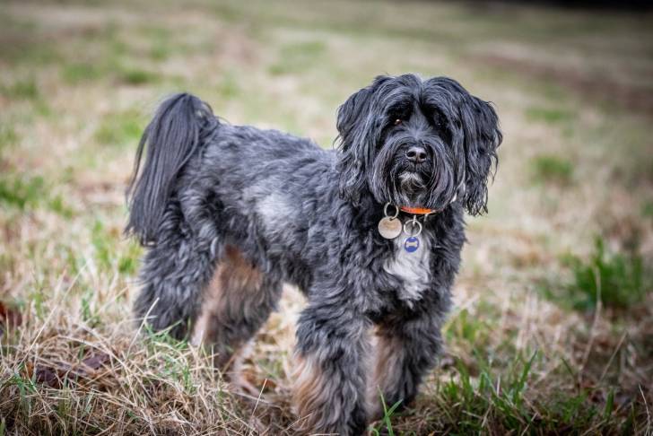 Photo Terrier du Tibet
