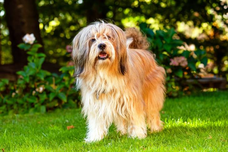 Photo Terrier du Tibet