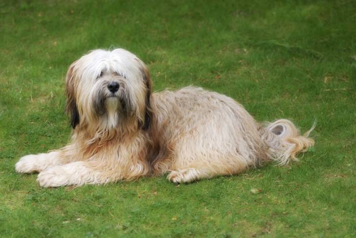 Photo Terrier du Tibet