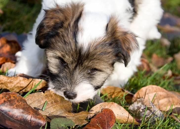 Photo Terrier du Tibet