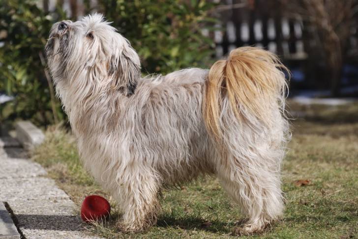 Photo Terrier du Tibet