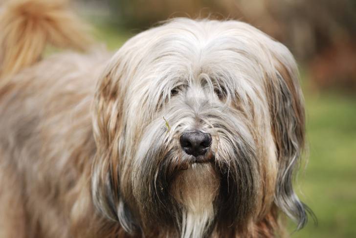 Photo Terrier du Tibet