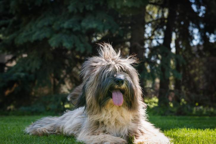Photo Terrier du Tibet