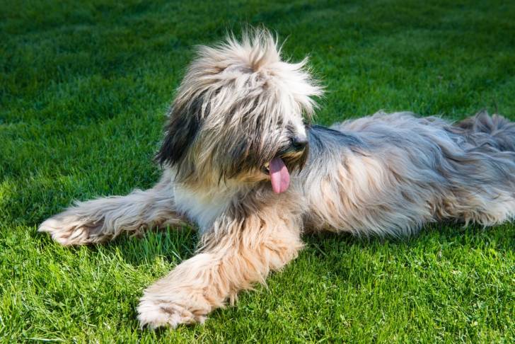 Photo Terrier du Tibet