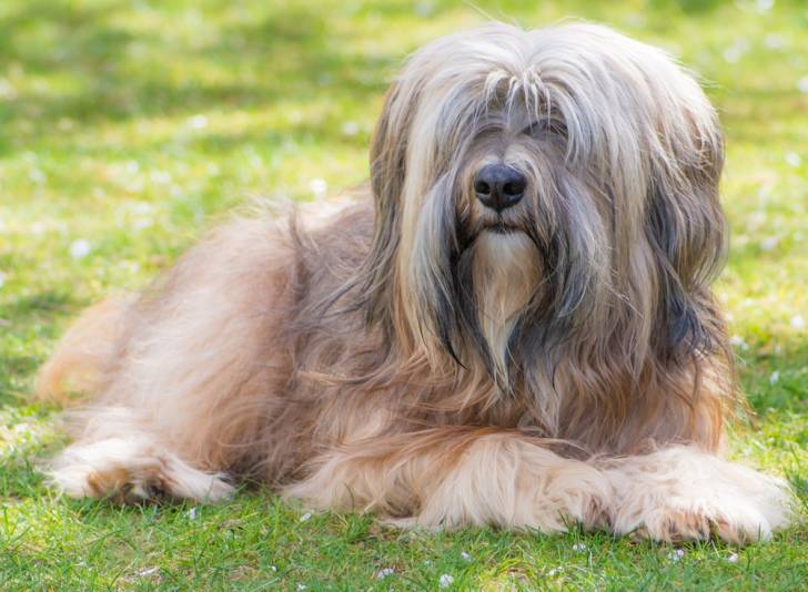 Photo Terrier du Tibet