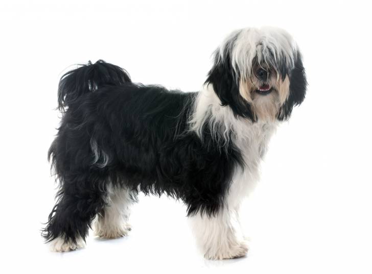 Photo Terrier du Tibet