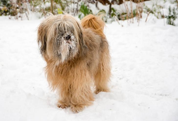 Photo Terrier du Tibet
