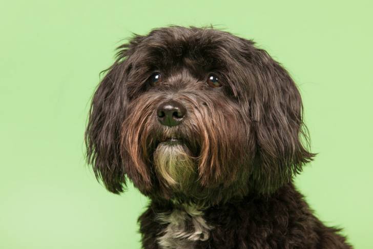 Photo Terrier du Tibet