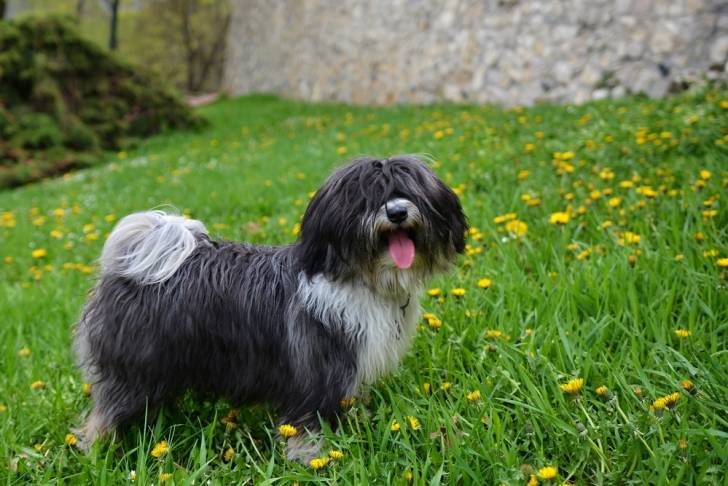 Photo Terrier du Tibet