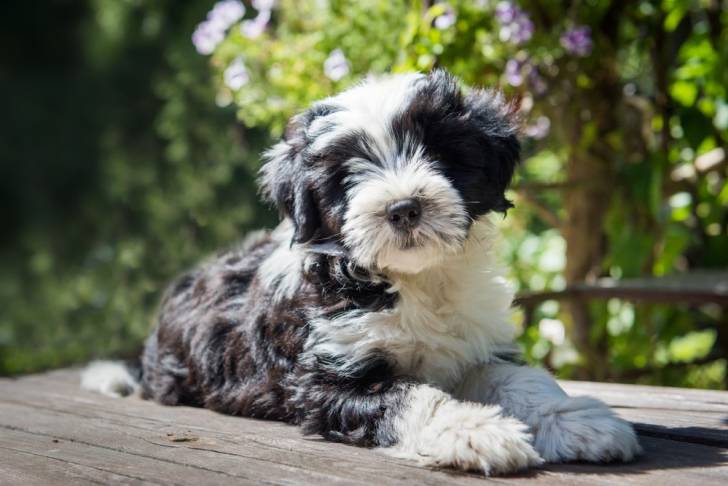 Photo Terrier du Tibet